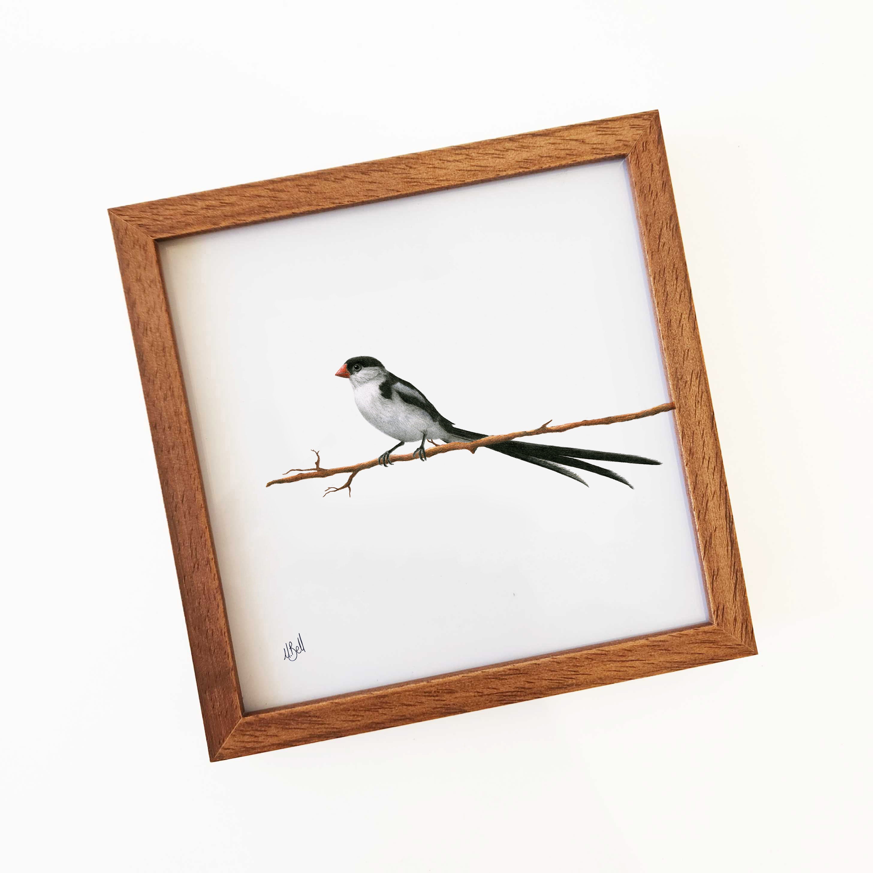 Pin Tailed Whydah - PTW