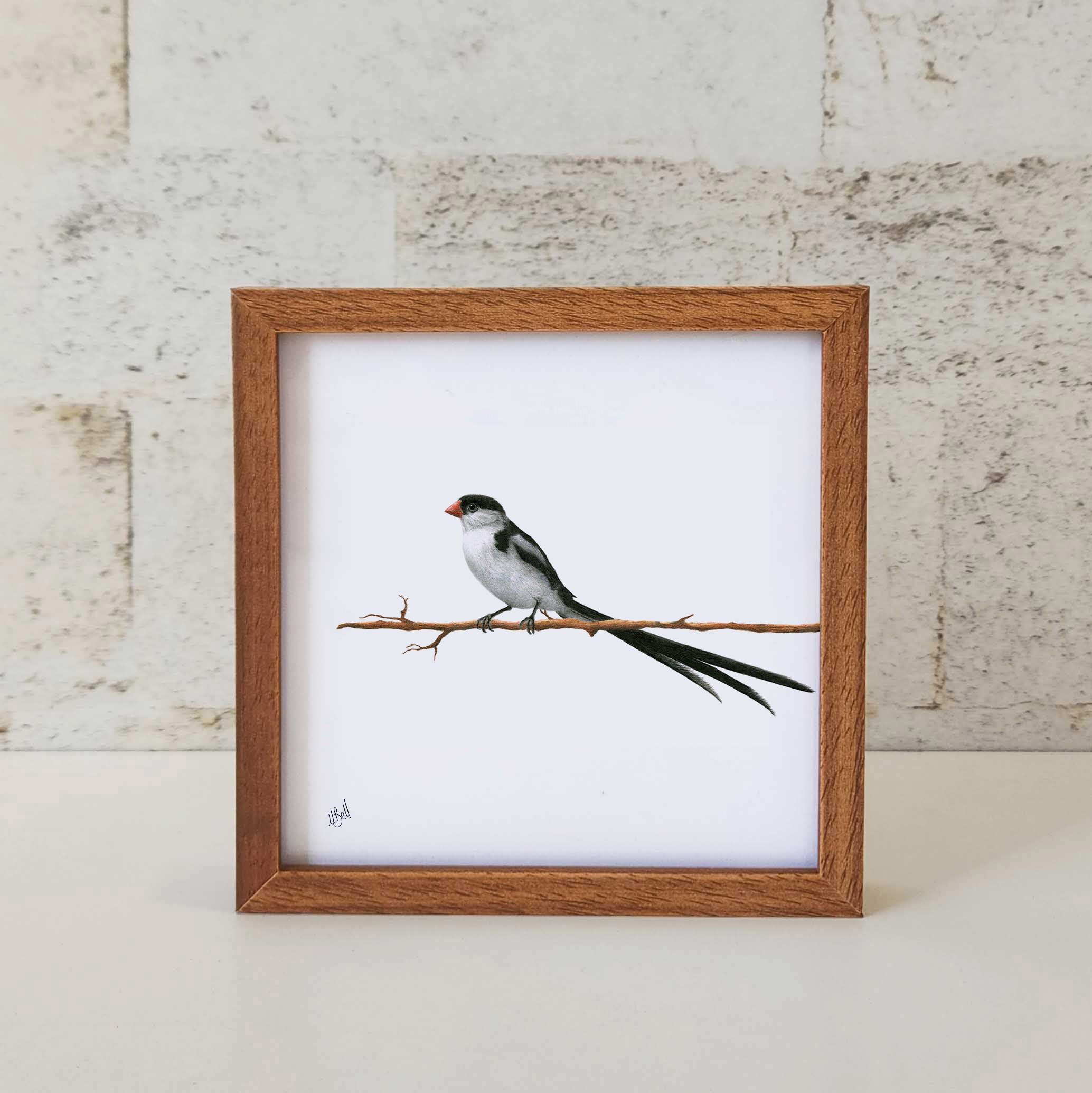 Pin Tailed Whydah - PTW