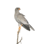 South African bird artwork, pencil drawing by Matthew Bell of a Pale Chanting Goshawk