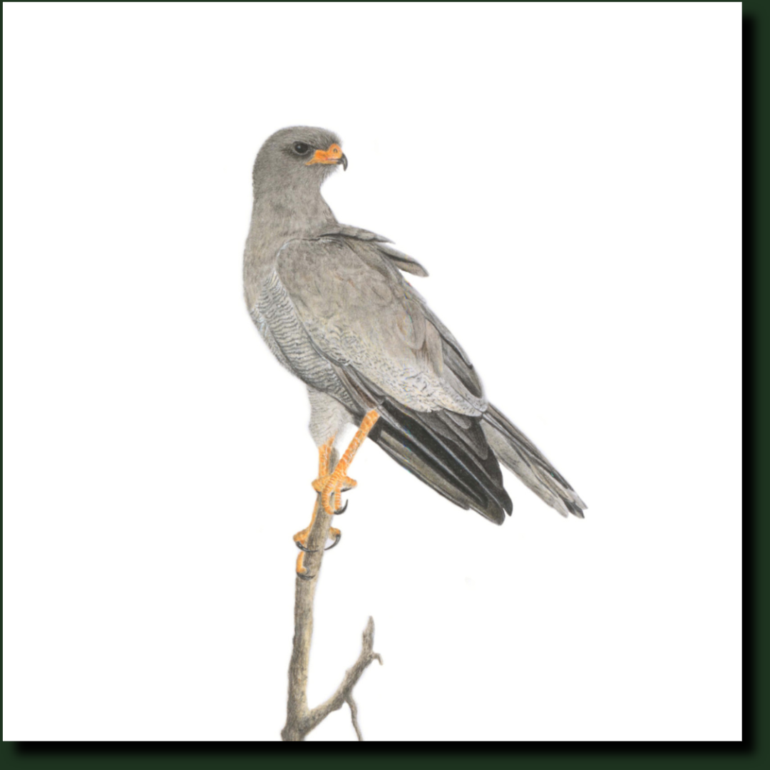 Pale Chanting Goshawk bird art by Matthew Bell