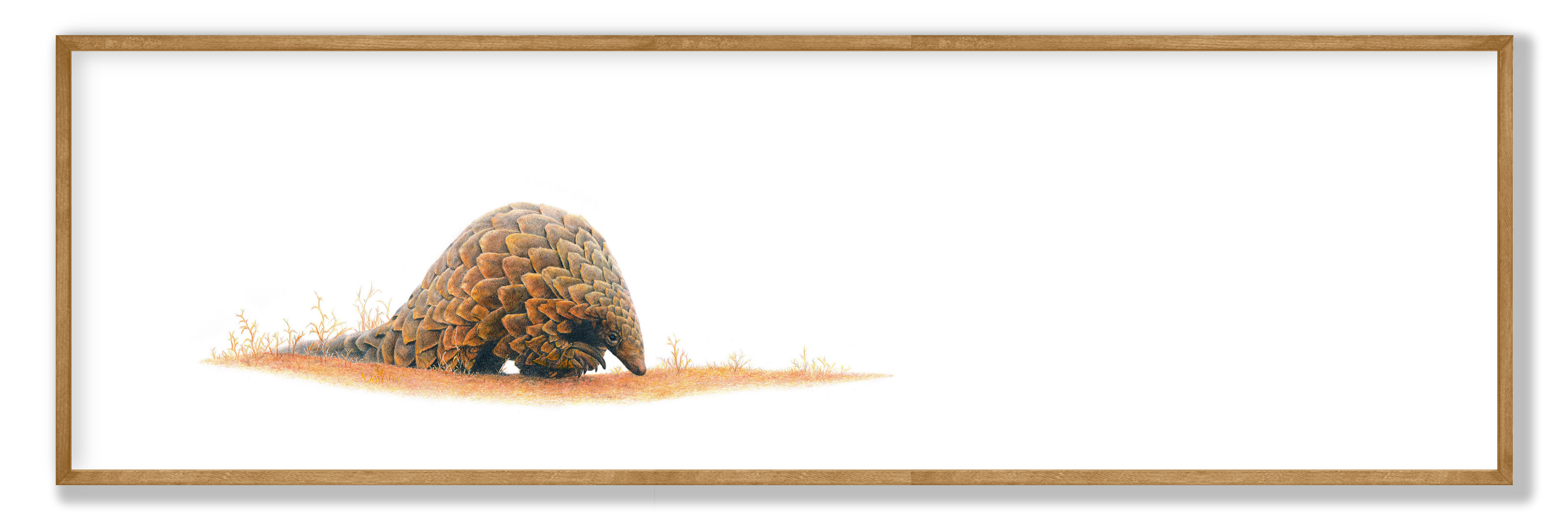 Framed pangolin panorama print featuring detailed African wildlife art by Matthew Bell.
