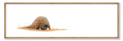 Framed pangolin panorama print featuring detailed African wildlife art by Matthew Bell.