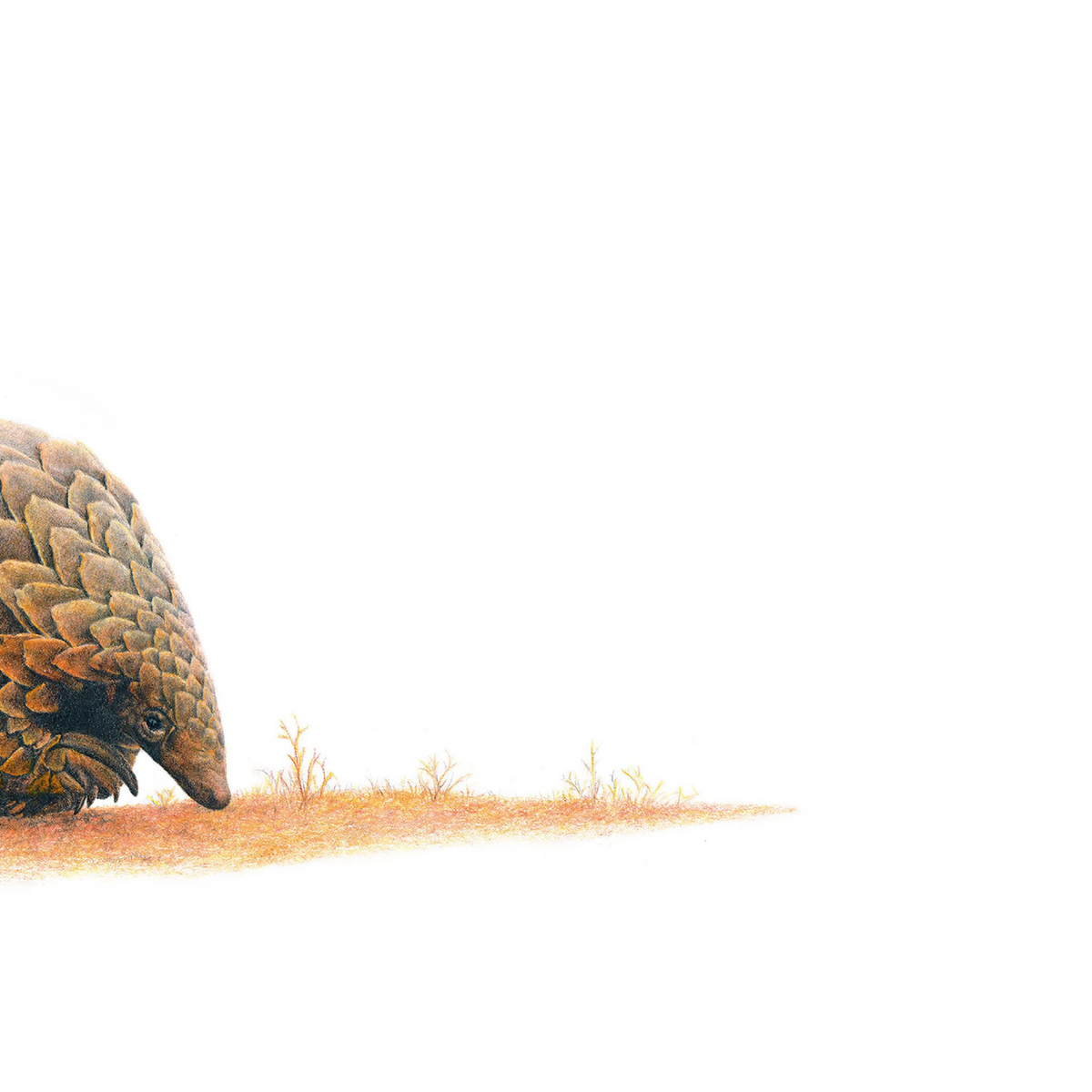 African pangolin panoramic wildlife print featuring an intricate drawing of one of Africa’s most unique mammals.