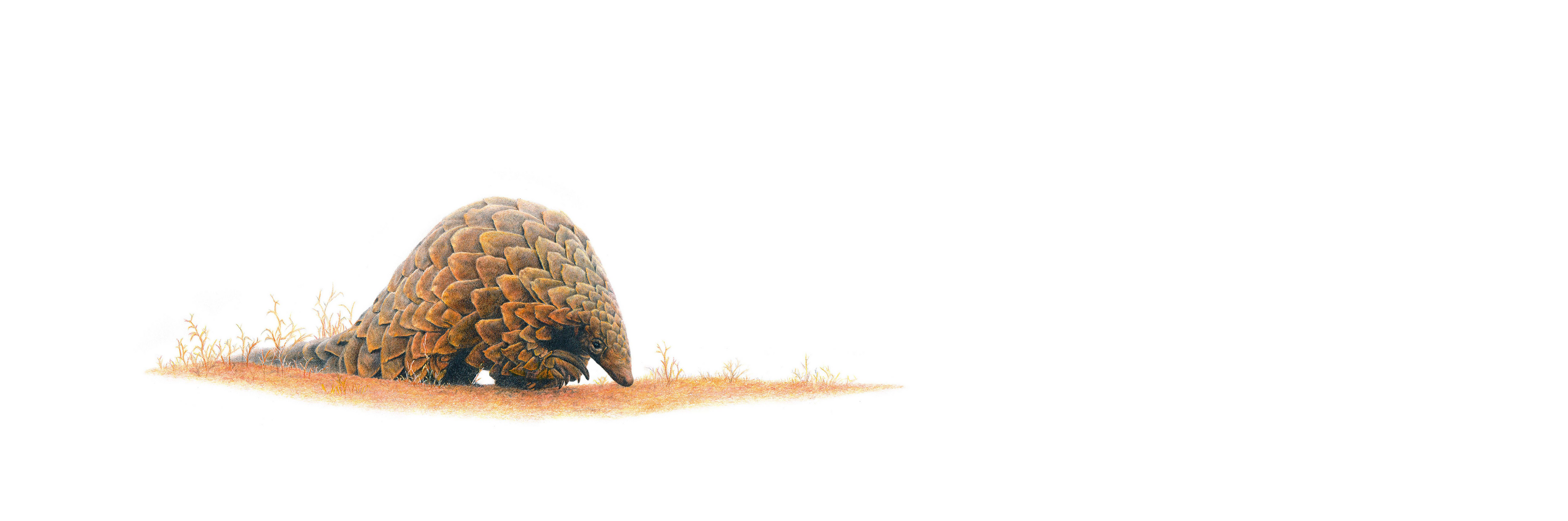 African pangolin panoramic wildlife print featuring an intricate drawing of one of Africa’s most unique mammals.