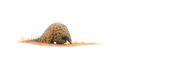 African pangolin panoramic wildlife print featuring an intricate drawing of one of Africa’s most unique mammals.
