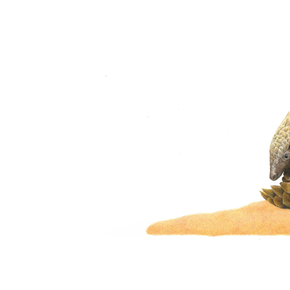 African pangolin panoramic wildlife print featuring an intricate drawing of one of Africa’s most unique mammals.