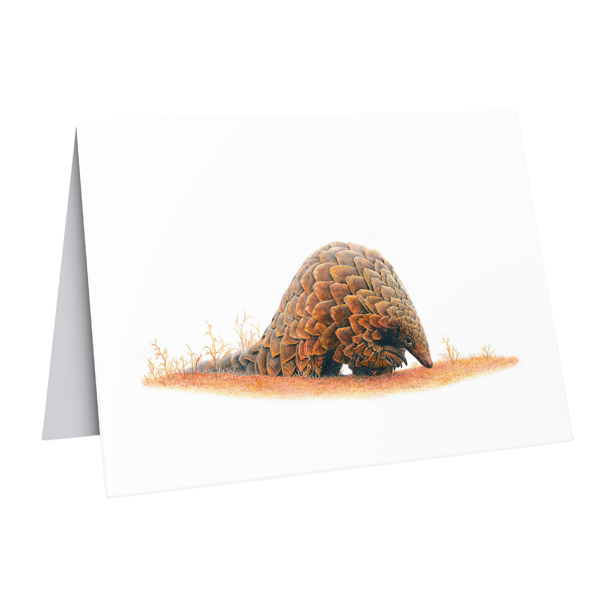 Beautiful fine art South African nature wildlife greeting card of a Pangolin