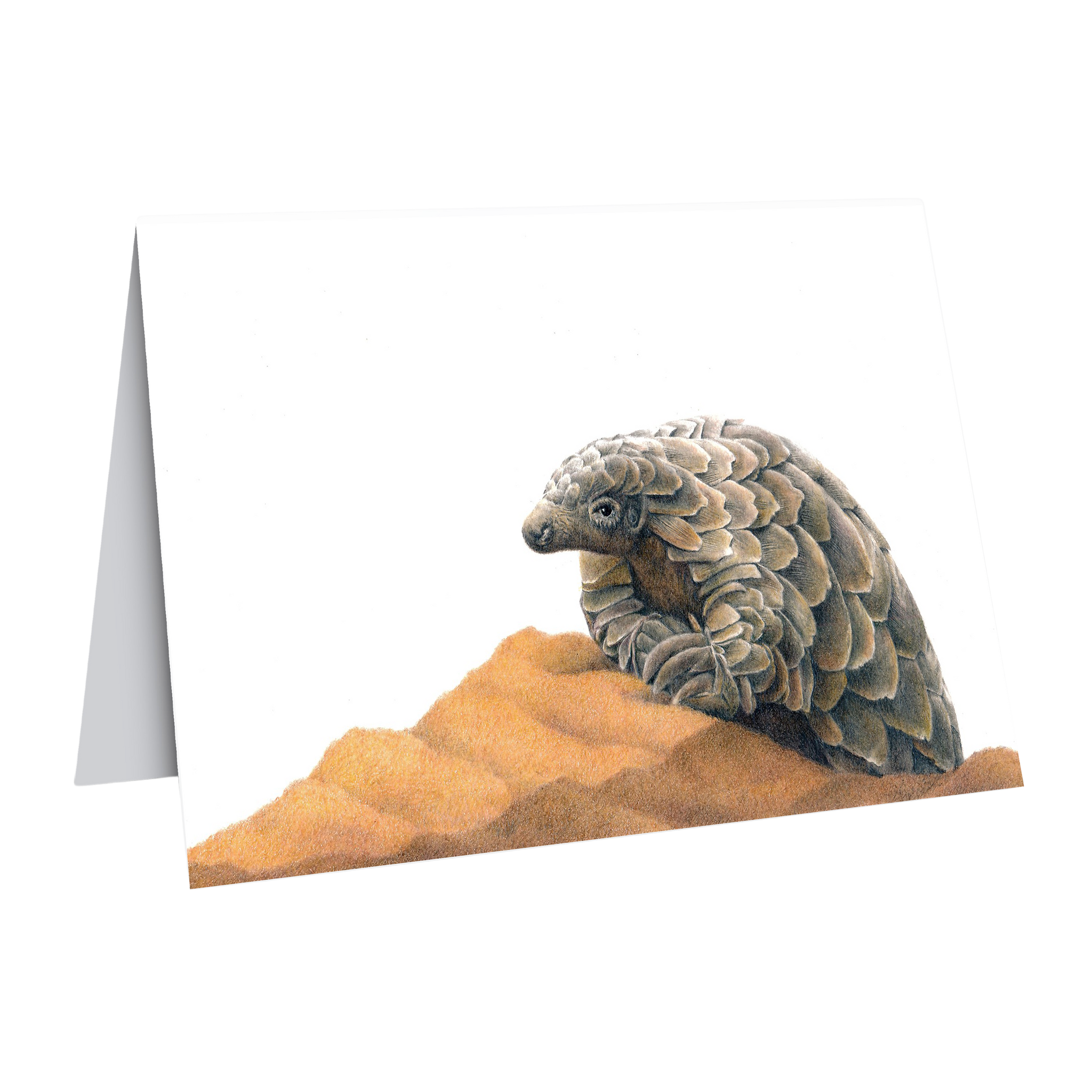 Pangolin nature art by wildlife artist Matthew Bell