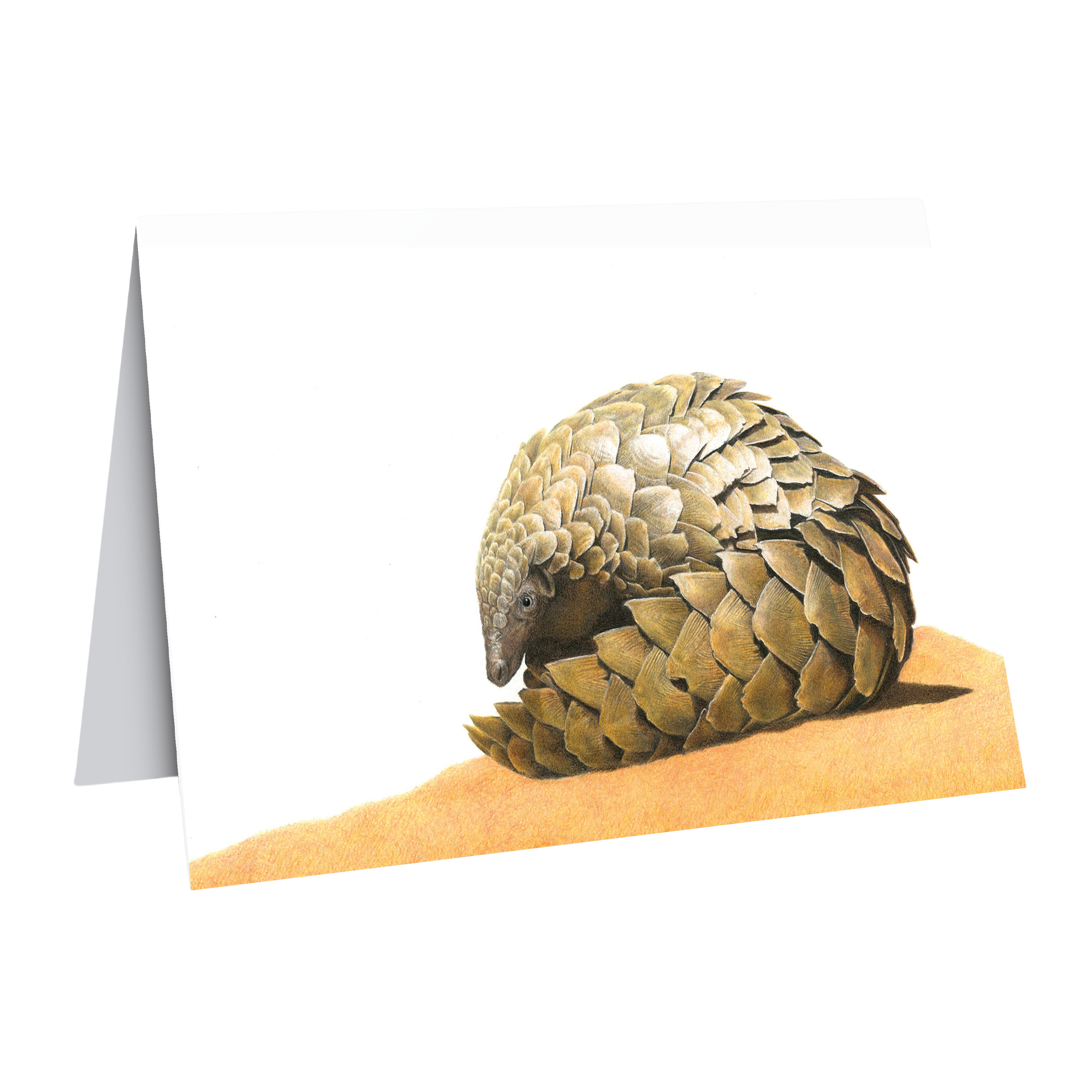 Pangolin gift card wildlife art