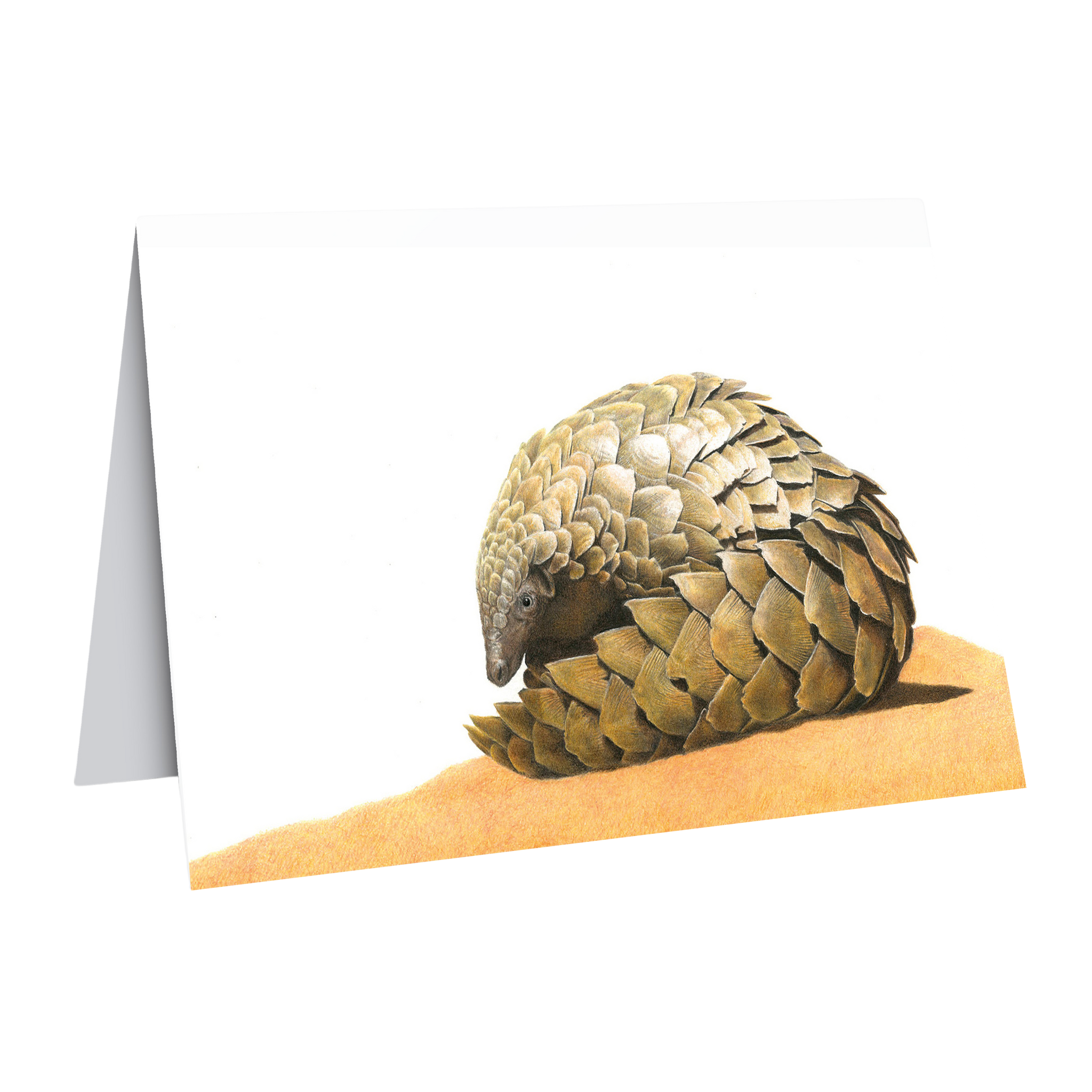 Pangolin gift card wildlife art