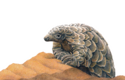 Pangolin wildlife artwork drawing by Matthew Bell