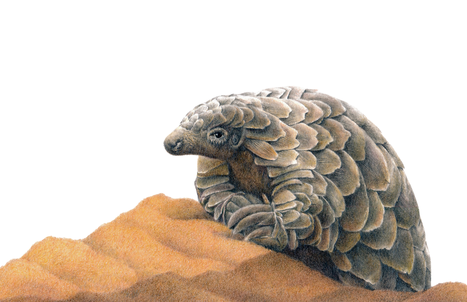 Pangolin wildlife artwork drawing by Matthew Bell