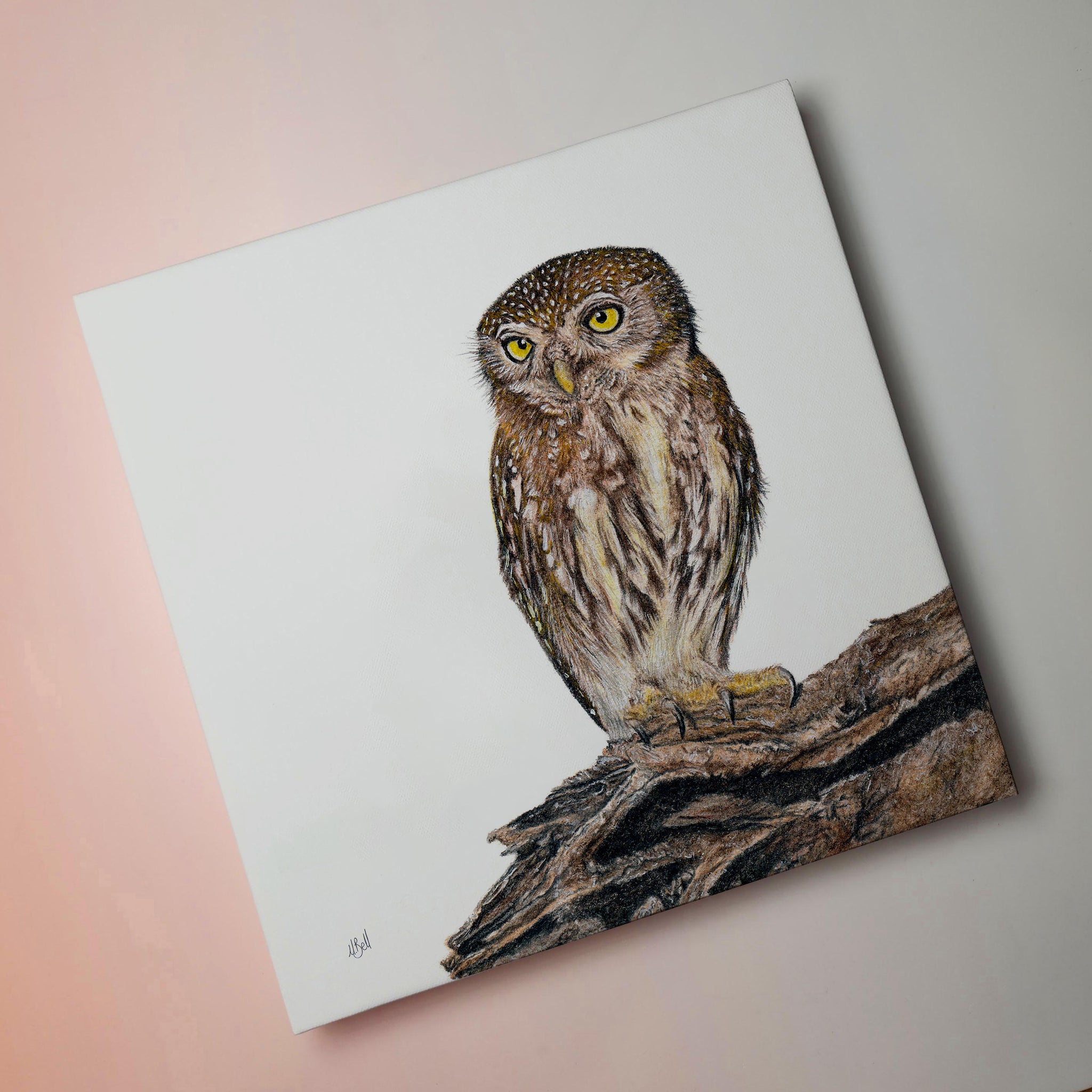 Pearl Spotted Owlet South African bird artwork printed on canvas by artist Matthew Bell