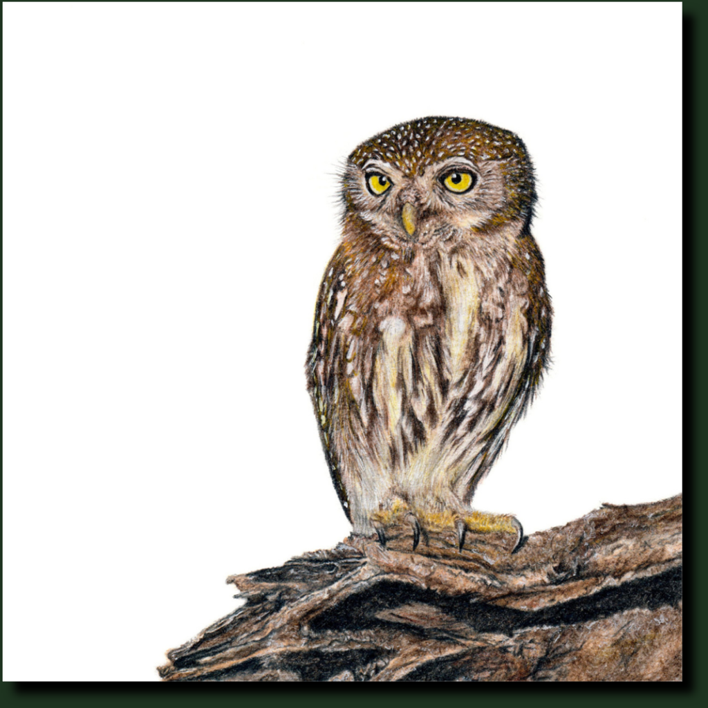 Pearl Spotted Owlet pencil artwork by Matthew Bell