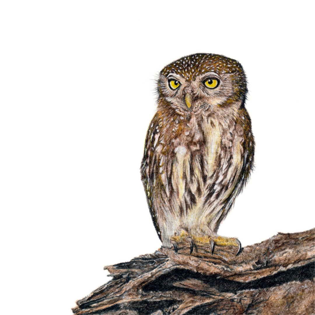 South African bird artwork, pencil drawing by Matthew Bell of a Pearl Spotted Owlet