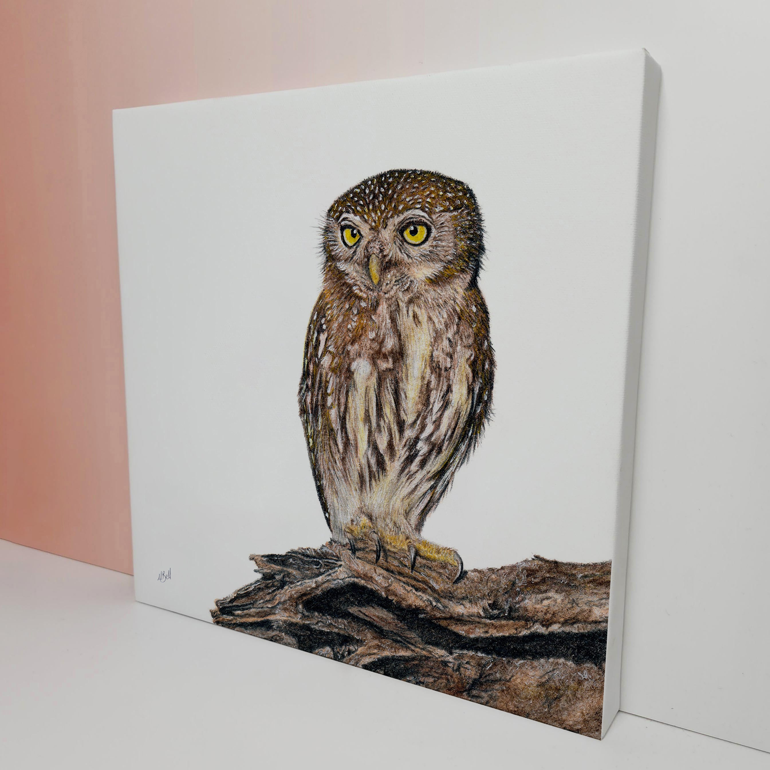 Pearl Spotted Owlet South African bird artwork printed on canvas by artist Matthew Bell