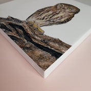 Pearl Spotted Owlet South African bird artwork printed on canvas by artist Matthew Bell