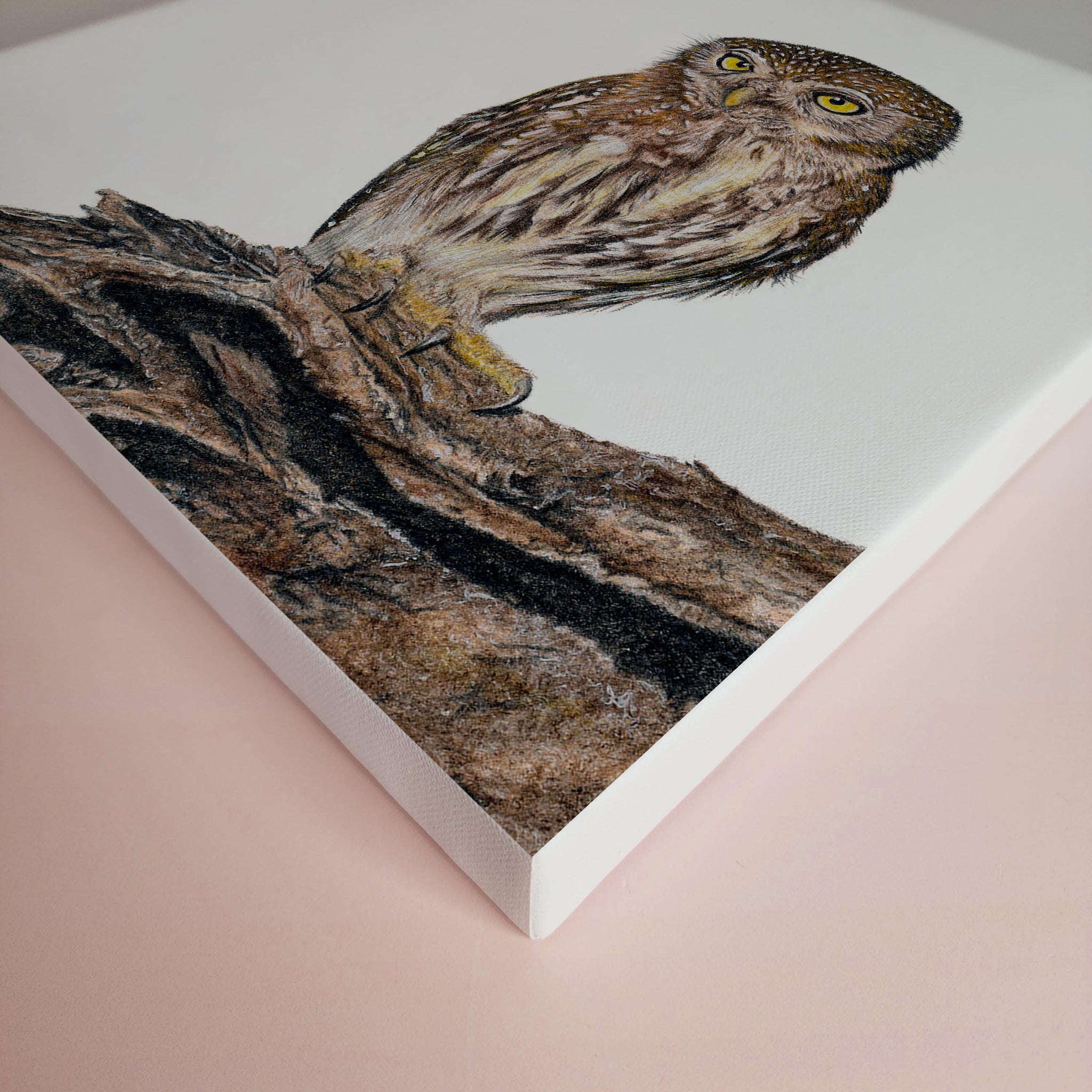 Pearl Spotted Owlet South African bird artwork printed on canvas by artist Matthew Bell