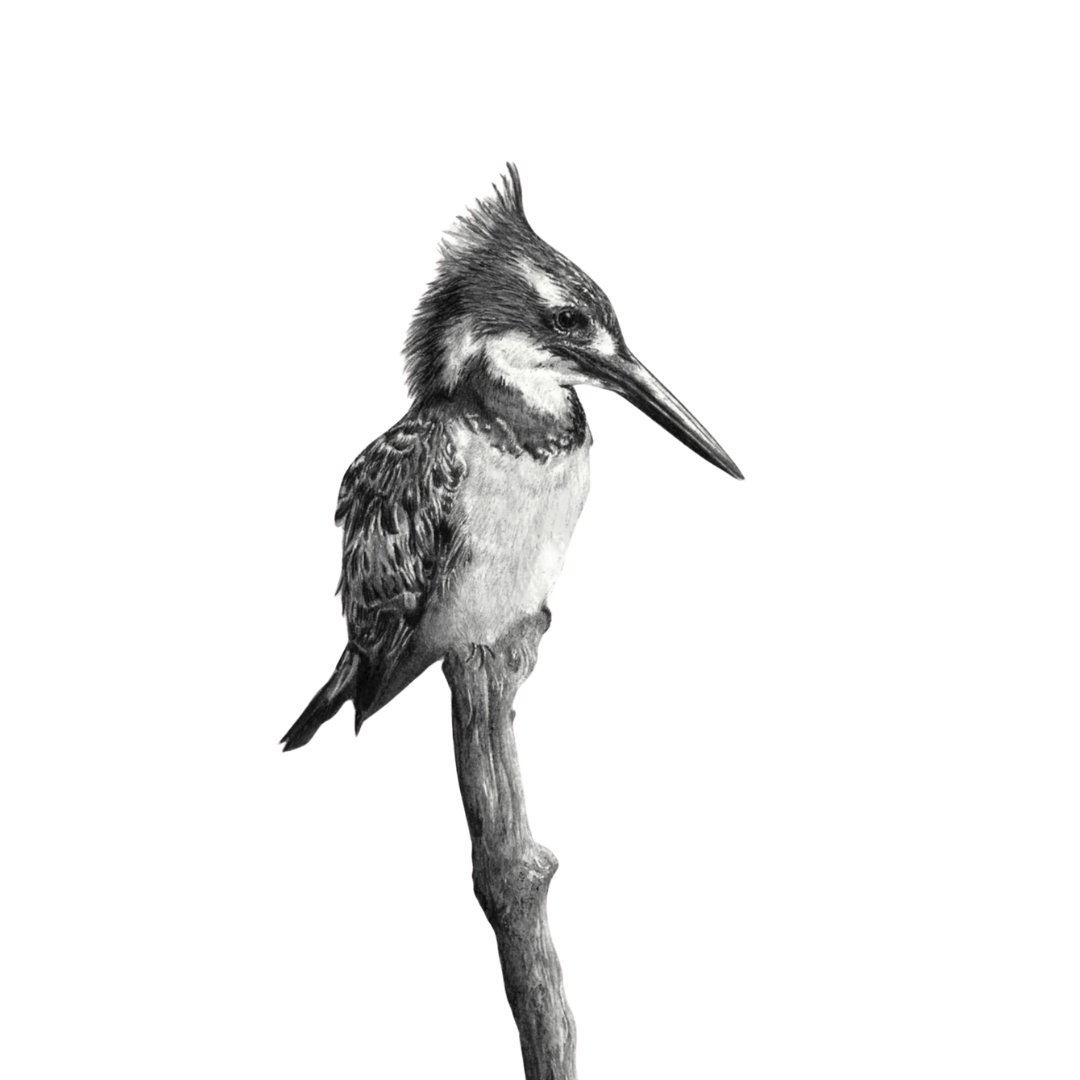 South African bird artwork, pencil drawing by Matthew Bell of a Pied Kingfisher