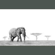 Bull African elephant in the Serengeti artwork with a brown frame