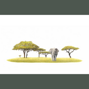 Elephant and Acacia trees pencil drawing framed print of the original by wildlife artist Matthew Bell