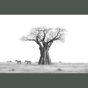 Artwork of an African Baobab Tree and Zebras with a wooden frame, by famous wildlife nature artist Matthew Bell