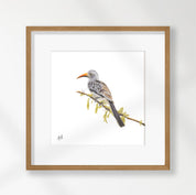Red Billed Hornbill - RBH