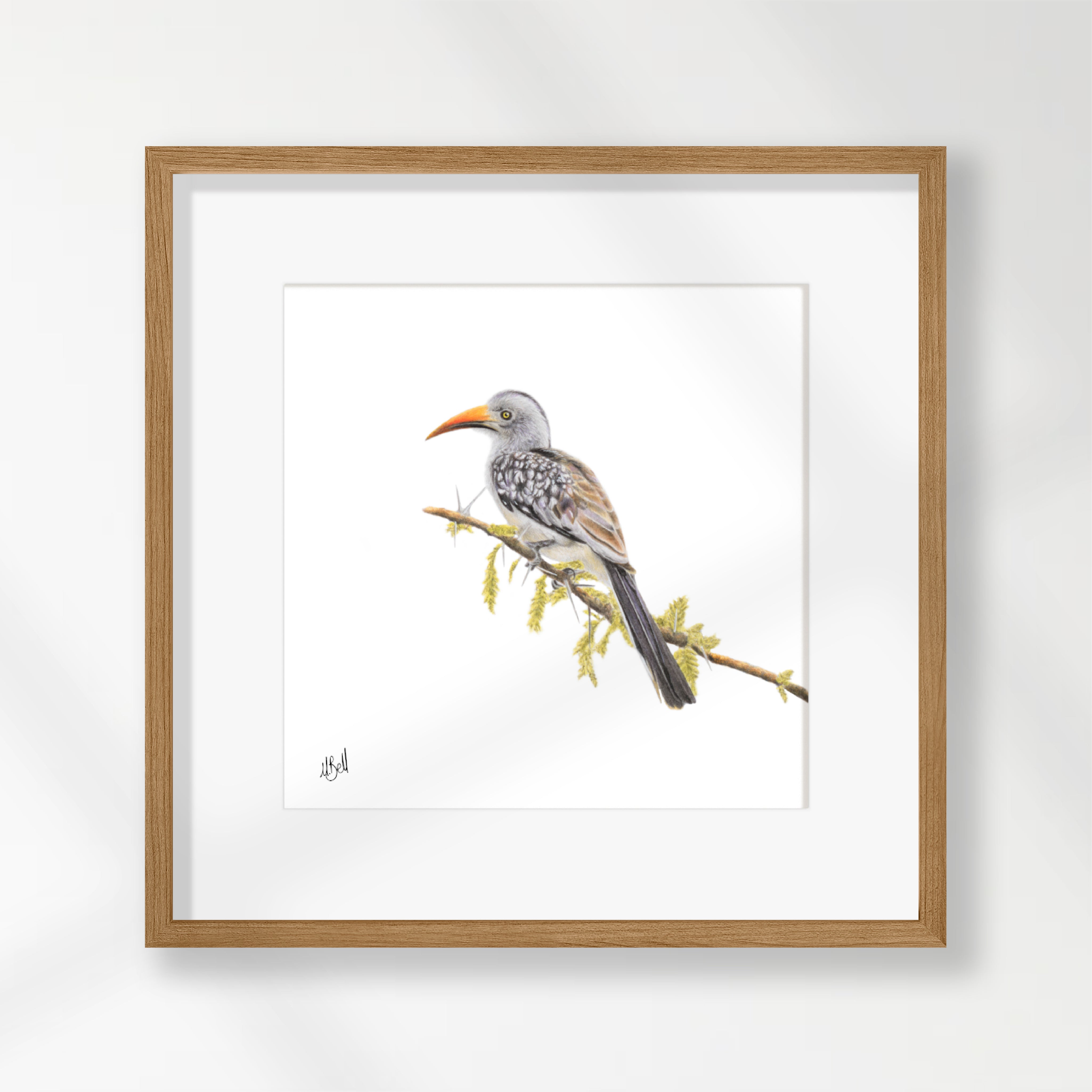 Red Billed Hornbill - RBH