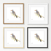 Red Billed Hornbill - RBH