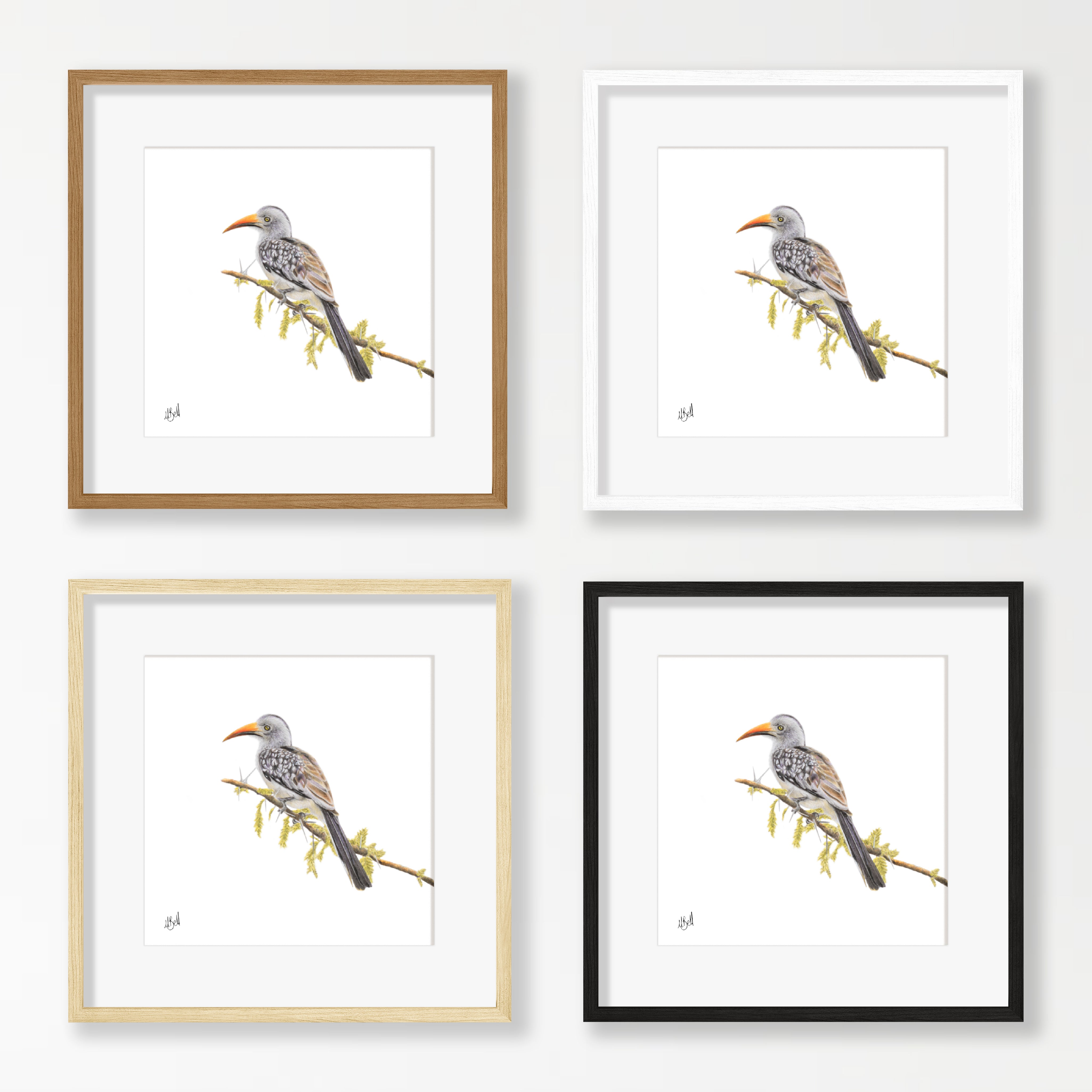 Red Billed Hornbill - RBH