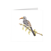 Red Billed Hornbill Greeting Card - RBH