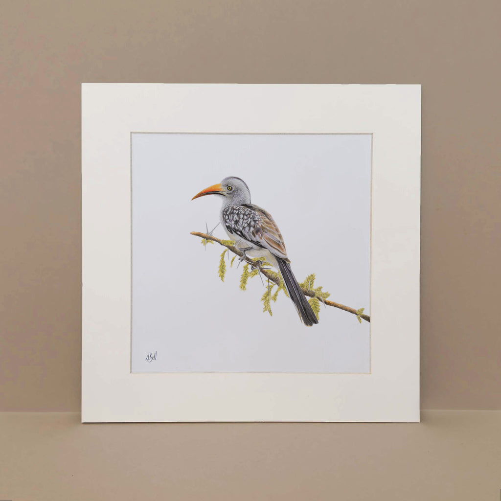 Red Billed Hornbill nature bird art by Matthew Bell