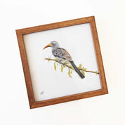 Red Billed Hornbill in the Chobe Game Reserve in Botswana pencil artwork