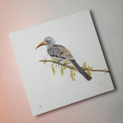 Red Billed Hornbill bird artwork printed on high quality cotton canvas by wildlife artist Matthew Bell