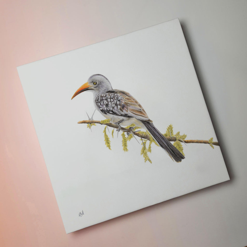 Red Billed Hornbill bird artwork printed on high quality cotton canvas by wildlife artist Matthew Bell