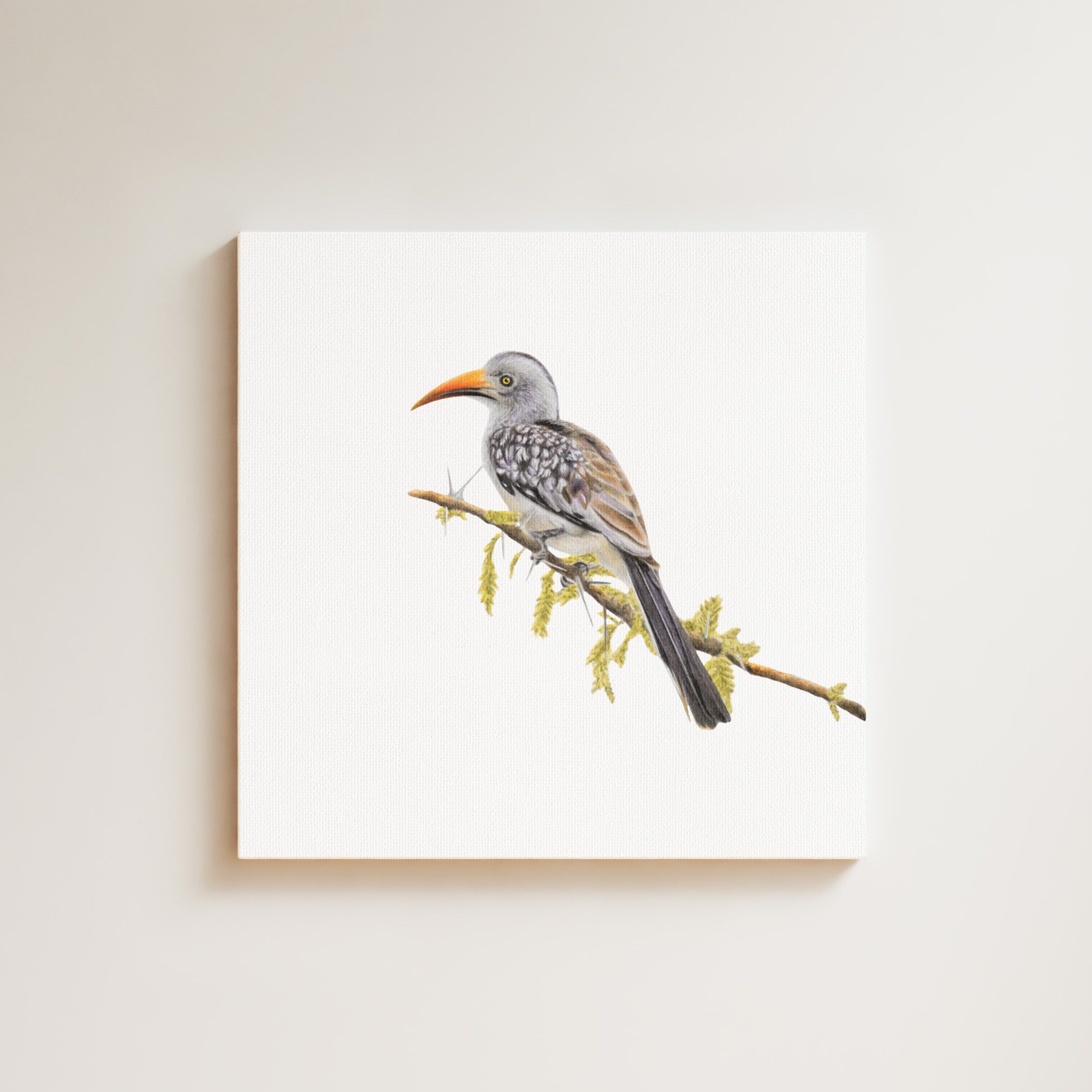 Red Billed Hornbill drawing on canvas by South African wildlife artist Matthew Bell