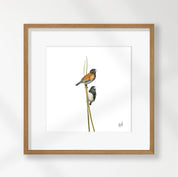 Red Backed Mannikins - RBM