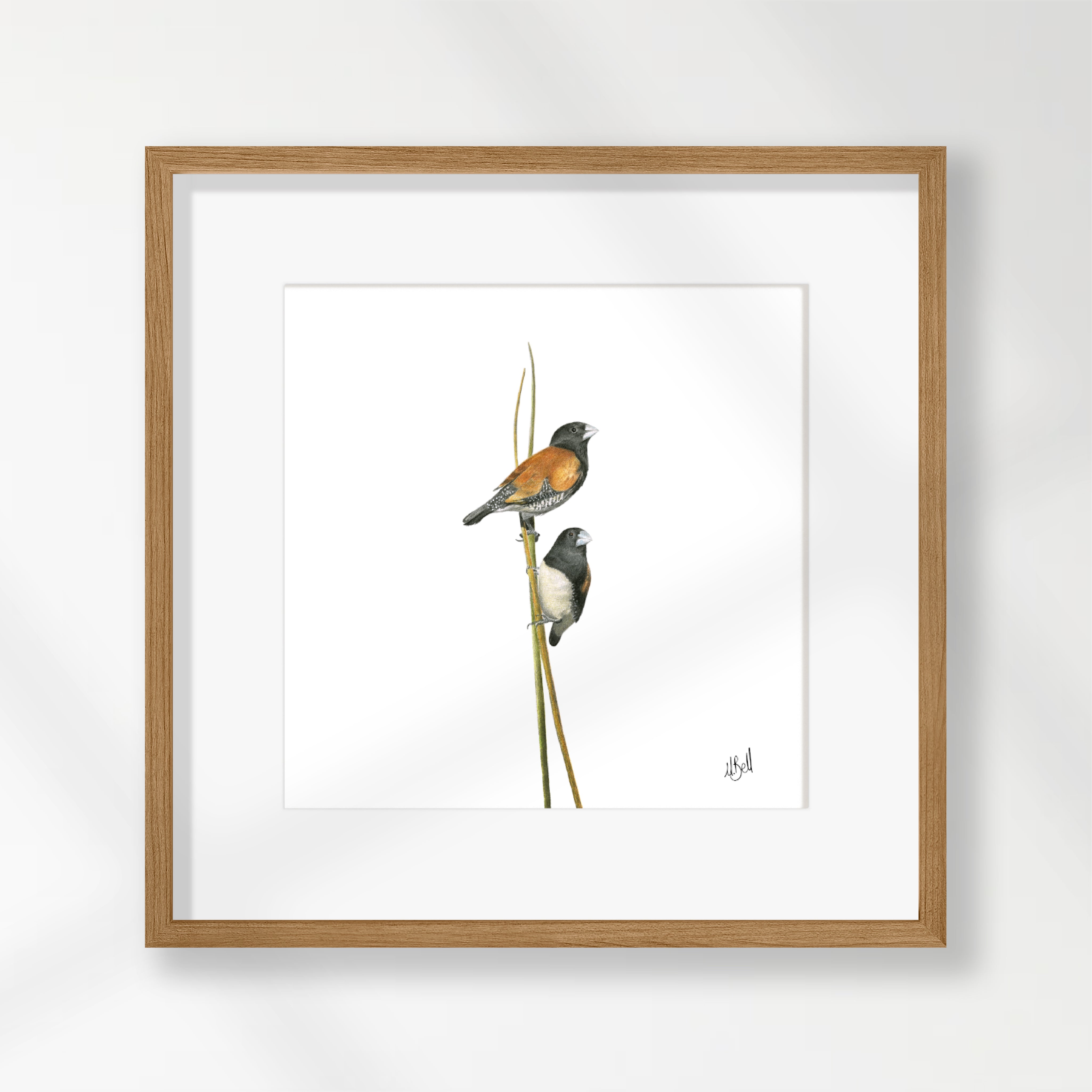 Red Backed Mannikins - RBM