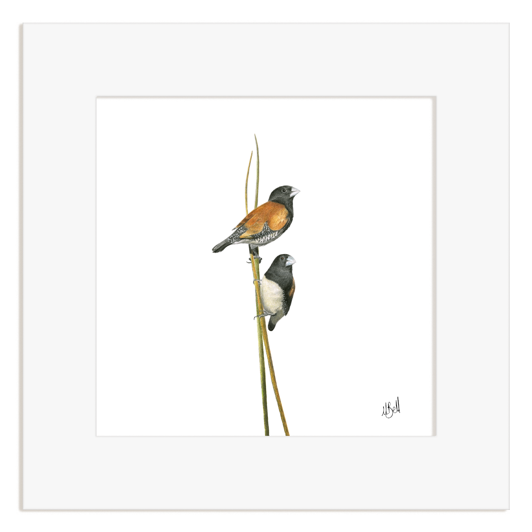 Red Backed Mannikins - RBM