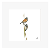 Red Backed Mannikins - RBM