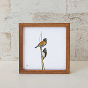 Red Backed Mannikins - RBM