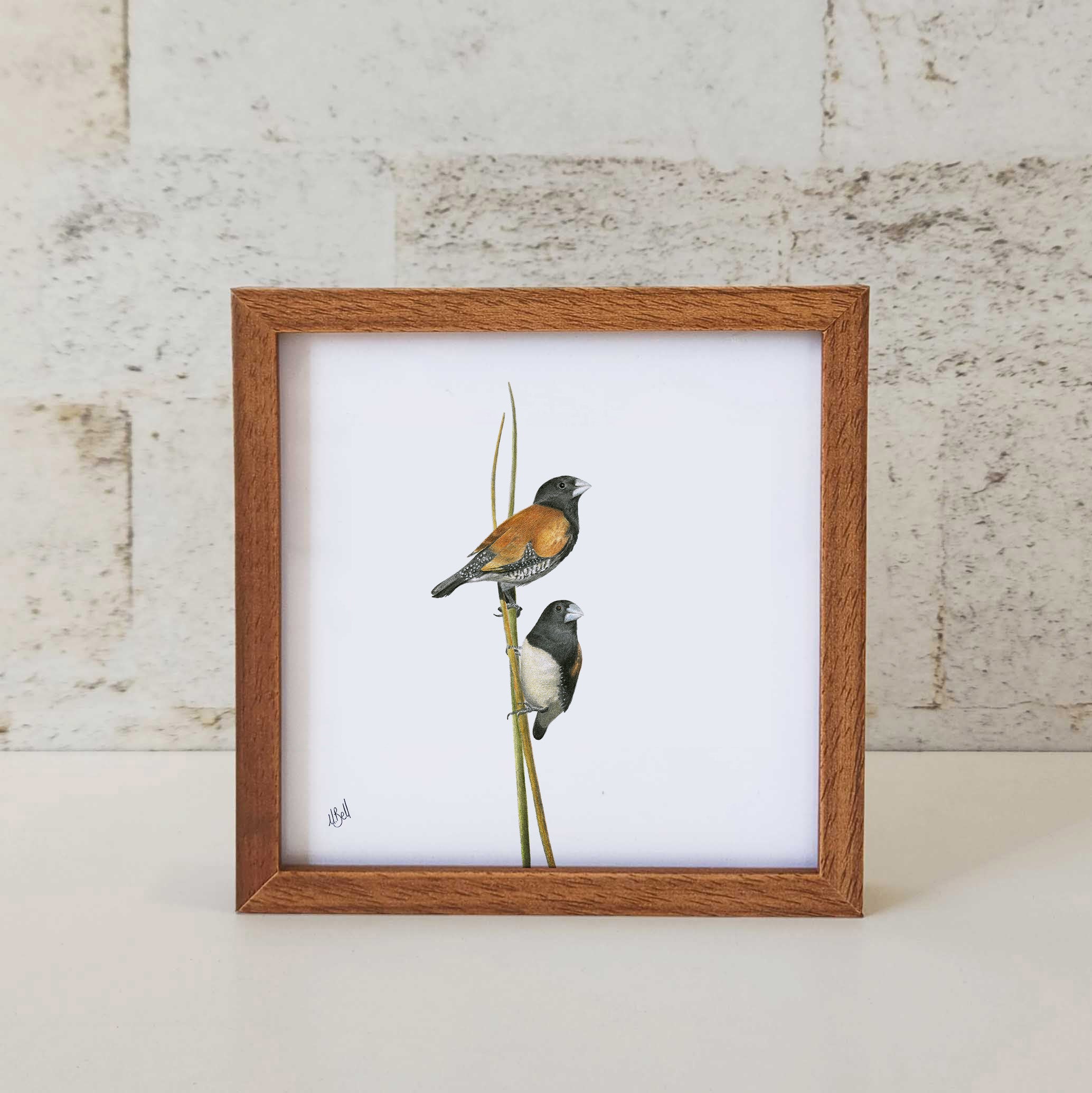 Red Backed Mannikins - RBM