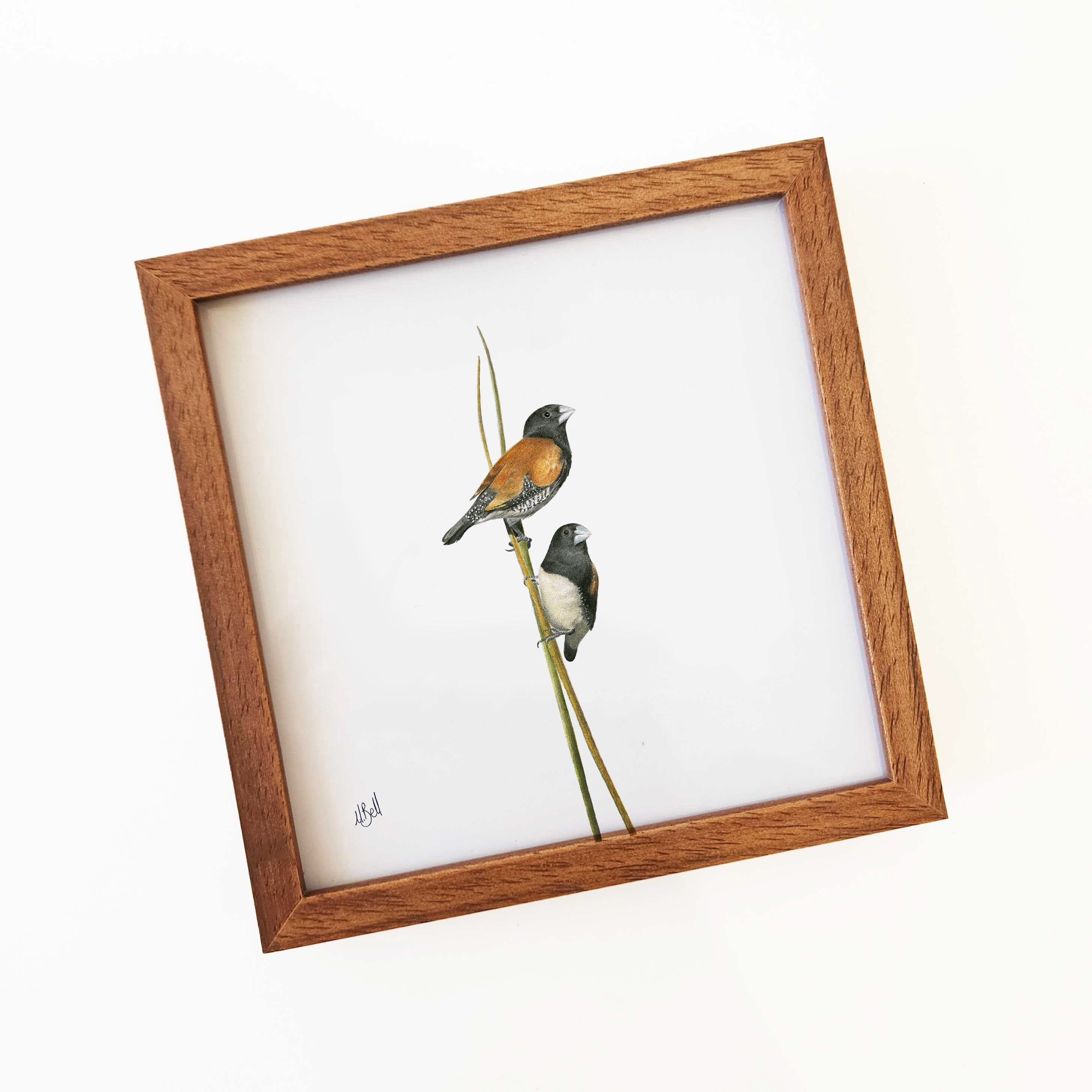 Red Backed Mannikins - RBM