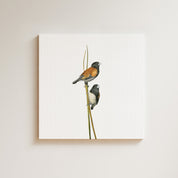 Red Backed Mannikins (RBM) on Canvas