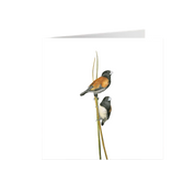 Red Backed Mannikins Greeting Card - RBM