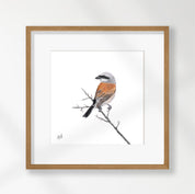 Red Backed Shrike - RBS