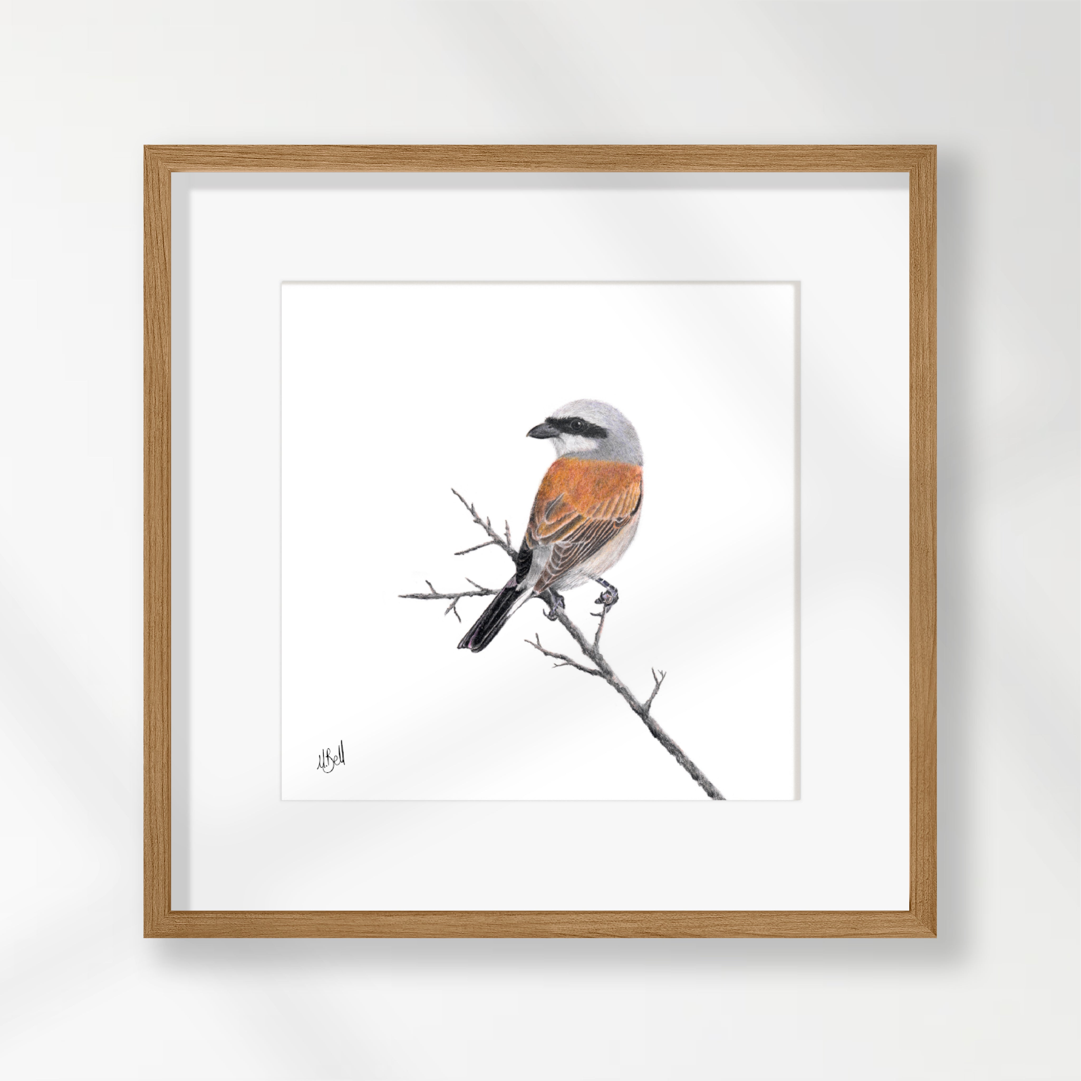Red Backed Shrike - RBS