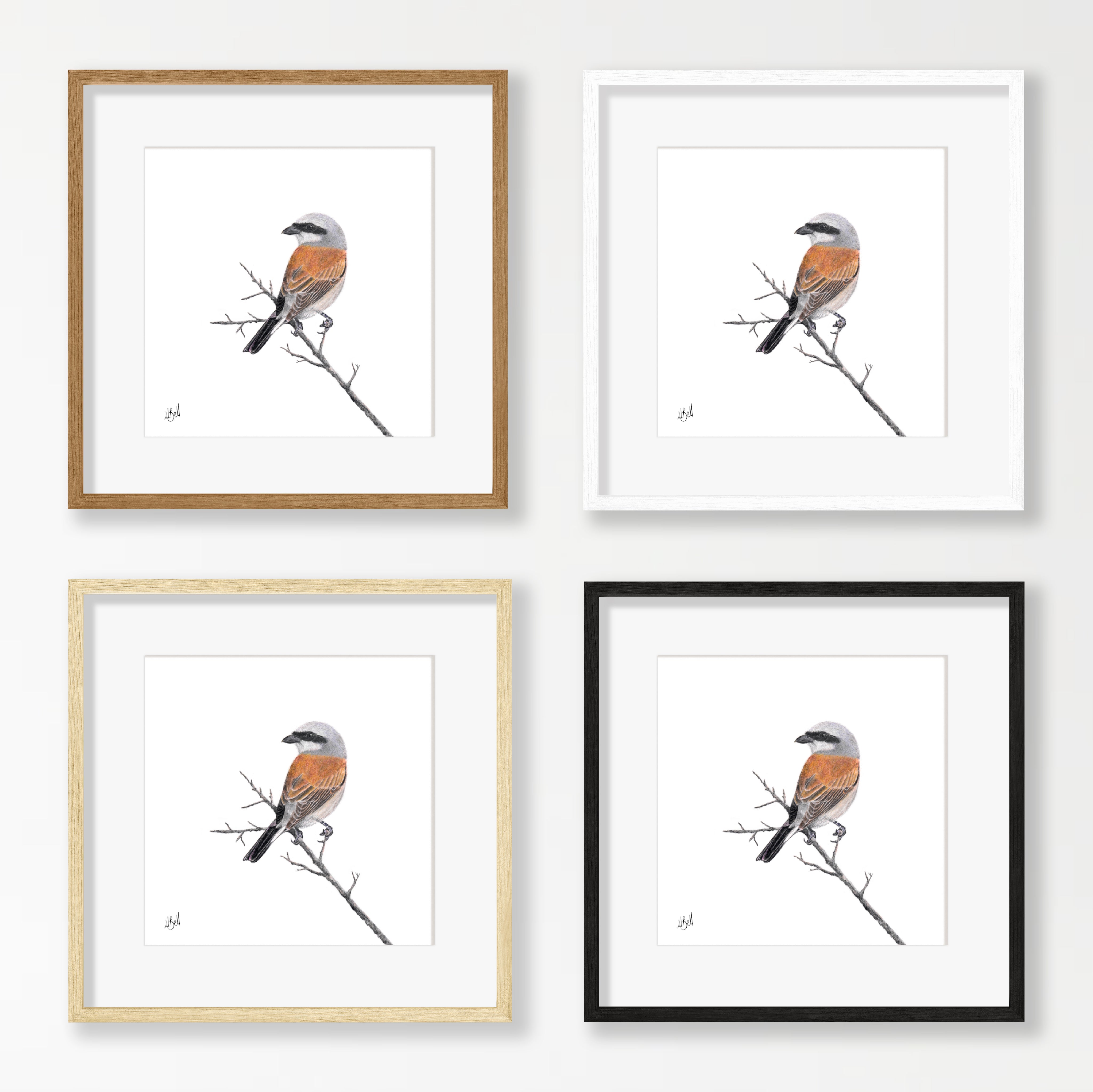 Red Backed Shrike - RBS