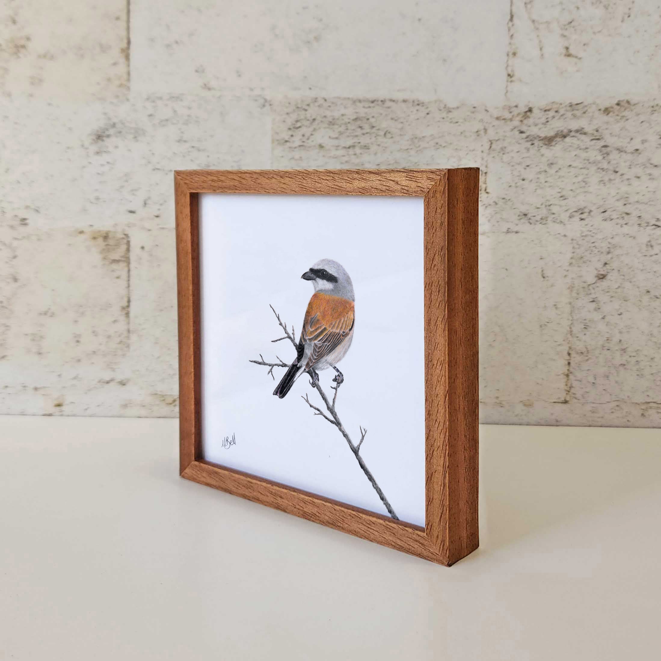 Kiaat wood framed miniature artwork of a Red Backed Shrike, part of wildlife artist Matthew Bell's birds of South Africa gallery