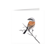 Red Backed Shrike Greeting Card - RBS
